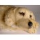 Roya Golden Retriever Dog Stuffed Plush Animal Display Prop