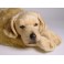 Walden Golden Retriever Dog Stuffed Plush Animal Display Prop