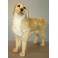 Paddington Golden Retriever Dog Stuffed Plush Animal Display Prop