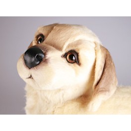 http://animalprops.com/1048-thickbox_default/buddy-golden-retriever-dog-stuffed-plush-animal-display-prop.jpg