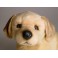 Conan Golden Retriever Dog Stuffed Plush Animal Display Prop