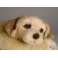 Cheesburger Golden Retriever Dog Stuffed Plush Animal Display Prop