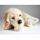 Roxie Golden Retriever Dog Stuffed Plush Animal Display Prop