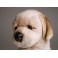 Ford  Golden Retriever Dog Stuffed Plush Animal Display Prop