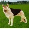 Clipper German Shepherd Dog Stuffed Plush Animal Display Prop