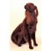 Red Irish Setter Dog Stuffed Plush Animal Display Prop