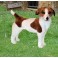 Eddie Jack Russell Terrier Dog Stuffed Plush Animal Display Prop