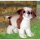 Wishbone Jack Russell Terrier Dog Stuffed Plush Animal Display Prop