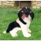 Enzo Jack Russell Terrier Dog Stuffed Plush Animal Display Prop