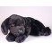 Lucky Black Labrador Retriever Dog Stuffed Plush Animal Display Prop