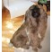 Empress Leonberger Dog Stuffed Plush Animal Display Prop