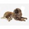 Fritz  Leonberger Dog Stuffed Plush Animal Display Prop