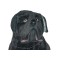Fang Neapolitan Mastiff Dog Stuffed Plush Animal Display Prop