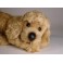 Gingersnap Poodle Dog Stuffed Plush Animal Display Prop