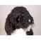 Bo Portuguese Water Dog Stuffed Plush Animal Display Prop