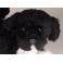 Captain Kibbles Portuguese Water Dog Stuffed Plush Animal Display Prop