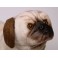 Frank Pug Dog Stuffed Plush Realistic Lifelike Lifesize Animal Display Prop