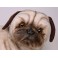 Hugh Pug Dog Stuffed Plush Realistic Lifelike Lifesize Animal Display Prop