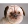 Jessica Pug Dog Stuffed Plush Realistic Lifelike Lifesize Animal Display Prop