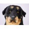 Indo 35.4" Rottweiler Dog Stuffed Plush Animal Display Prop