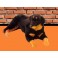Jake 35.4" Rottweiler Dog Stuffed Plush Animal Display Prop