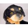 Ms. Muffet 13.8" Rottweiler Dog Stuffed Plush Animal Display Prop