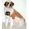 Barry 55" Saint Bernard Dog Stuffed Plush Animal Display Prop