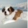 Neil 27.6" Saint Bernard Dog Stuffed Plush Animal Display Prop