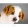 Schotzie Saint Bernard Dog Stuffed Plush Animal Display Prop
