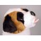 Bamse Saint Bernard Dog Stuffed Plush Animal Display Prop