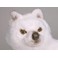 Suggen Samoyed Dog Stuffed Plush Animal Display Prop