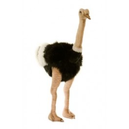 http://animalprops.com/141-thickbox_default/mortimer-ostrich-bird-plush-stuffed-display-prop.jpg