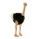Mortimer Ostrich Bird Plush Stuffed Display Prop
