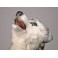 Echo Husky Dog Stuffed Plush Animal Display Prop