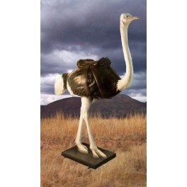 http://animalprops.com/147-thickbox_default/doris-ostrich-fiberglass-decorative-statue.jpg