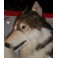 Harry Husky Dog Stuffed Plush Animal Display Prop
