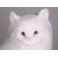 Duchess Angora Plush Stuffed Cat