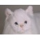 Downy Angora Cat Stuffed Plush