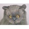 Fabio Angora Cat Stuffed Plush