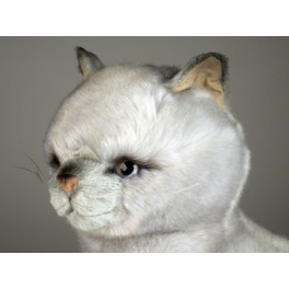 http://animalprops.com/181-thickbox_default/sheba-british-shorthair-cat-stuffed-plush-display-prop.jpg