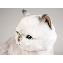 http://animalprops.com/184-thickbox_default/arlene-british-shorthair-cat-stuffed-plush-display-prop.jpg