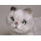 Toby British Shorthair Cat Stuffed Plush Display Prop