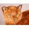 Tarawood Burmese Cat Stuffed Plush Display Prop