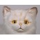 Crookshanks Chinchilla Golden Persian Cat Stuffed Plush Display Prop