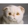 Chauncey Chinchilla Golden Persian Cat Stuffed Plush Display Prop