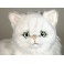 Fancy Chinchilla Silver Persian Cat Stuffed Plush Display Prop