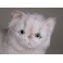 Cassie Chinchilla Silver White Persian Cat Stuffed Plush Display Prop