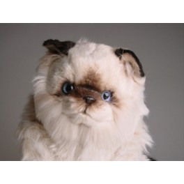 http://animalprops.com/240-thickbox_default/stewie-colorpoint-persian-cat-stuffed-plush-display-prop.jpg