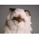 Stewie Colorpoint Persian Cat Stuffed Plush Display Prop