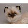 Monkey Colorpoint Persian Cat Stuffed Plush Display Prop